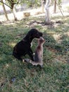 Cat & Dog Friendship, Animal Love and Play, Cuddling Royalty Free Stock Photo