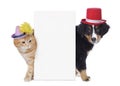 Cat and dog with funny hats