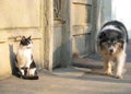 Cat and dog funny meeting