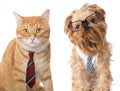 Cat and dog in glasses Royalty Free Stock Photo