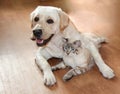 Cat and dog are great friends