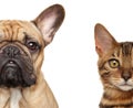 Cat and dog half face, isolated Royalty Free Stock Photo