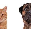 Cat and Dog. Half muzzle close up isolated Royalty Free Stock Photo