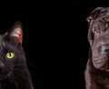 Cat and Dog - half of muzzle close up portraits Royalty Free Stock Photo
