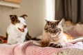 A cat and dog laying on a bed, cat looking very annoyed