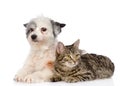 Cat and dog lie nearby. isolated on white background Royalty Free Stock Photo