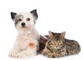 Cat and dog lie nearby. isolated on white background Royalty Free Stock Photo