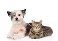 Cat and dog lie nearby. isolated on white background Royalty Free Stock Photo