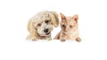 Cat and Dog Looking Doen Over Blank Banner Royalty Free Stock Photo