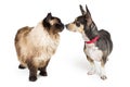 Cat and Dog Looking and Touching Noses Royalty Free Stock Photo