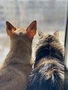 Cat and dog looking the window, best friends