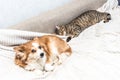 Cat and dog are lying on the bed together. Concept pets