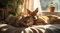 Cat and dog lying together in a cozy sunlit room, depicting friendship Royalty Free Stock Photo