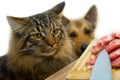 Cat, dog and meat Royalty Free Stock Photo