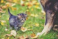 Little kitten standing near the big dog in the autumn garden Royalty Free Stock Photo