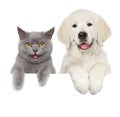 Cat and dog over white banner Royalty Free Stock Photo