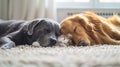 Cat and dog peacefully sleeping side by side on white carpet, perfect for text placement