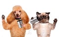 Cat with a dog on the phone with a can Royalty Free Stock Photo