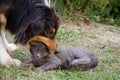 Cat and dog playing