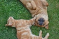 Cat and dog playing tenderly on the grass