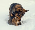 Cat and dog playing together Royalty Free Stock Photo