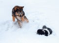 Cat and dog playing together on the snow Royalty Free Stock Photo