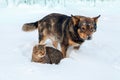 Cat and dog playing together on the snow Royalty Free Stock Photo