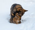 Cat and dog playing together on the snow