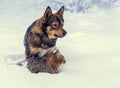 Cat and dog playing together on the snow in winter Royalty Free Stock Photo