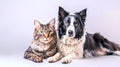 Friendly cat and dog sitting together against a grey background. Studio portrait showcasing pet harmony. Perfect for Royalty Free Stock Photo