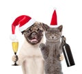 Cat and dog in red christmas hat with a glass of champagne and bottle. isolated on white background Royalty Free Stock Photo