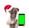 Cat and dog in red christmas hat with smartphone. Isolated on white background Royalty Free Stock Photo