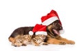 Cat and dog in red christmas hats lying together. isolated on white background Royalty Free Stock Photo