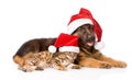 Cat and dog with red hat. focus on cat. isolated on white Royalty Free Stock Photo