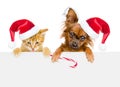 Cat and dog in red santa hats with Christmas candy cane looking Royalty Free Stock Photo