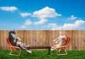 Cat and dog relaxing Royalty Free Stock Photo