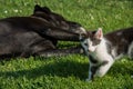 Cat and dog relaxing Royalty Free Stock Photo