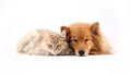 Cat and Dog Relaxing and sleeping together on white background Royalty Free Stock Photo