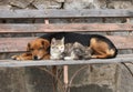 Cat and dog are resting