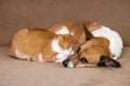 Cat and dog resting together on sofa Royalty Free Stock Photo