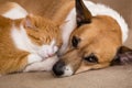 Cat and dog resting together on sofa Royalty Free Stock Photo