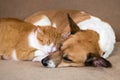 Cat and dog resting together on sofa. Best friends Royalty Free Stock Photo