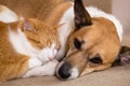 Cat and dog resting together on sofa. Best friends Royalty Free Stock Photo
