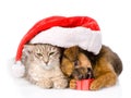 Cat and dog with santa hat and red box. isolated on white Royalty Free Stock Photo