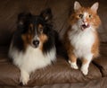 Cat and dog shetland sheepdog together on couch funny face Royalty Free Stock Photo