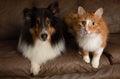 Cat and dog shetland sheepdog together on couch Royalty Free Stock Photo