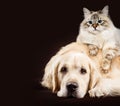 Cat and dog, siberian kitten , golden retriever together on dark brown background Royalty Free Stock Photo