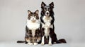Portrait of a Domestic Cat and Dog Sitting Together. Studio Shot on a Neutral Background. Perfect for Pet Lovers. AI Royalty Free Stock Photo