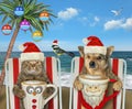 Cat with dog on beach at christmas Royalty Free Stock Photo