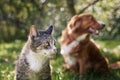 Cat and dog sitting together in grass on sunny day